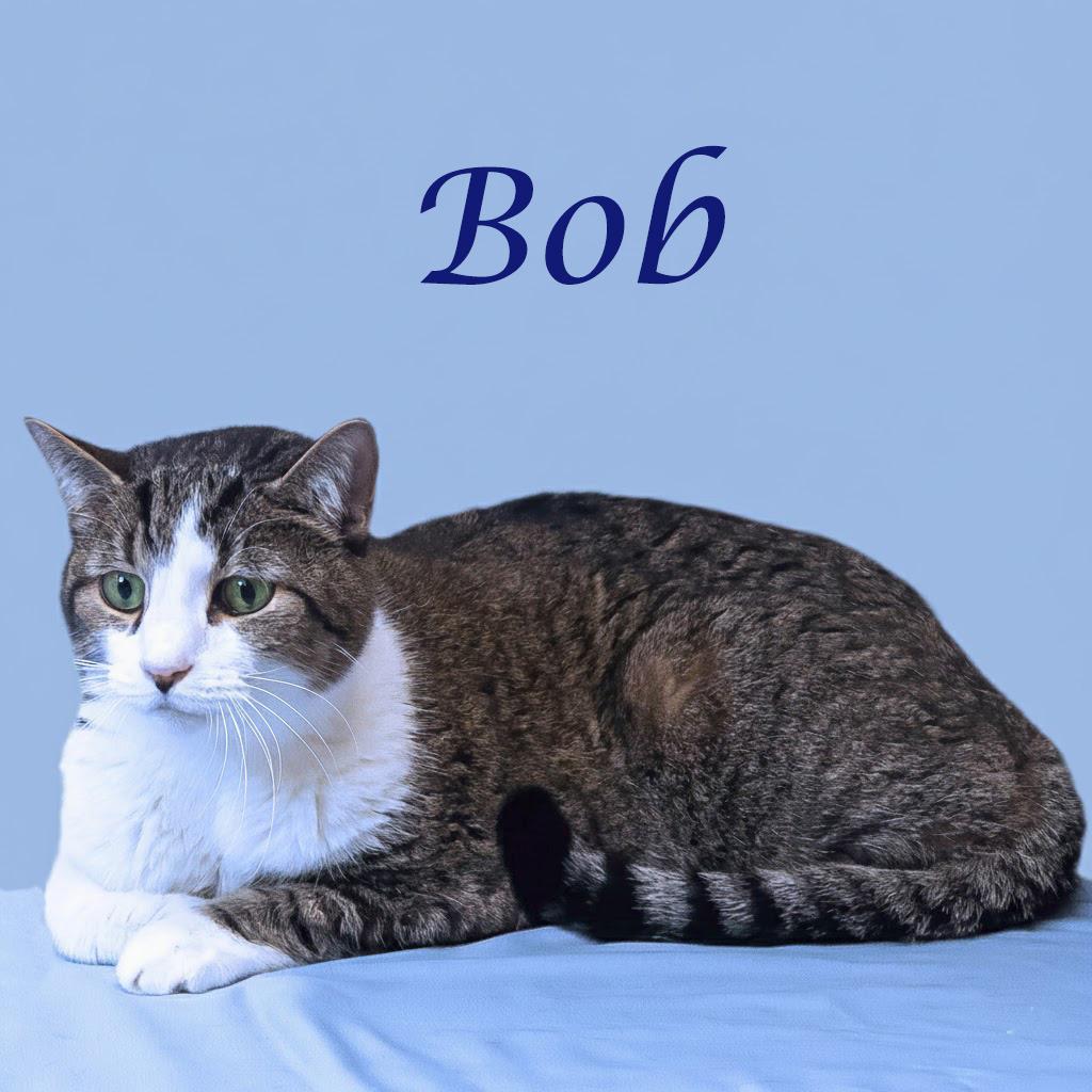 Bob C25-276, a Adoptable Domestic Short Hair in Lebanon, TN image 2/5
