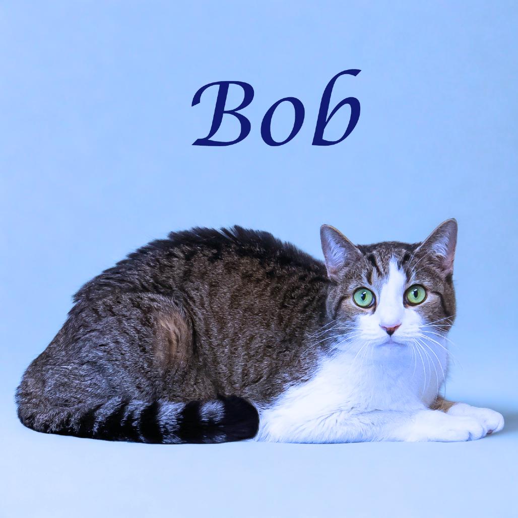 Bob C25-276, a Adoptable Domestic Short Hair in Lebanon, TN image 3/5