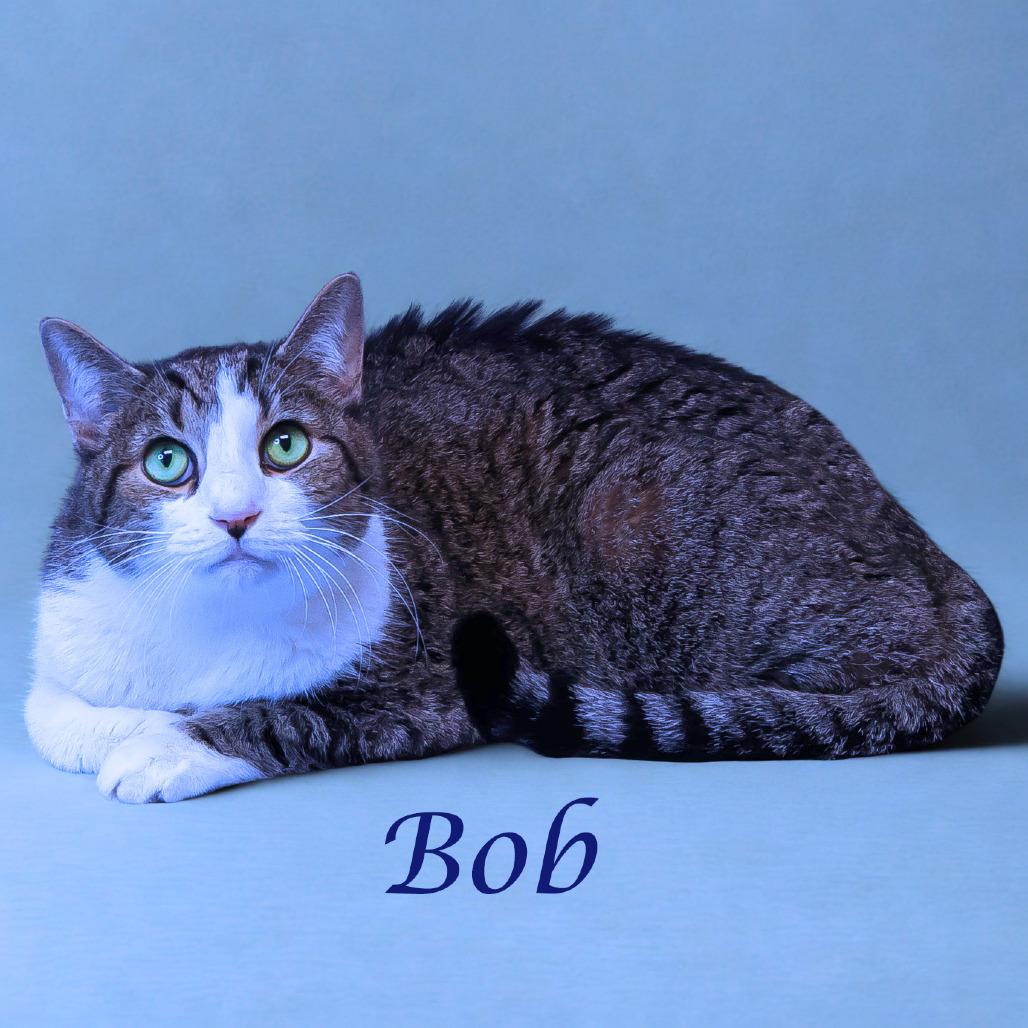 Bob C25-276, a Adoptable Domestic Short Hair in Lebanon, TN image 4/5