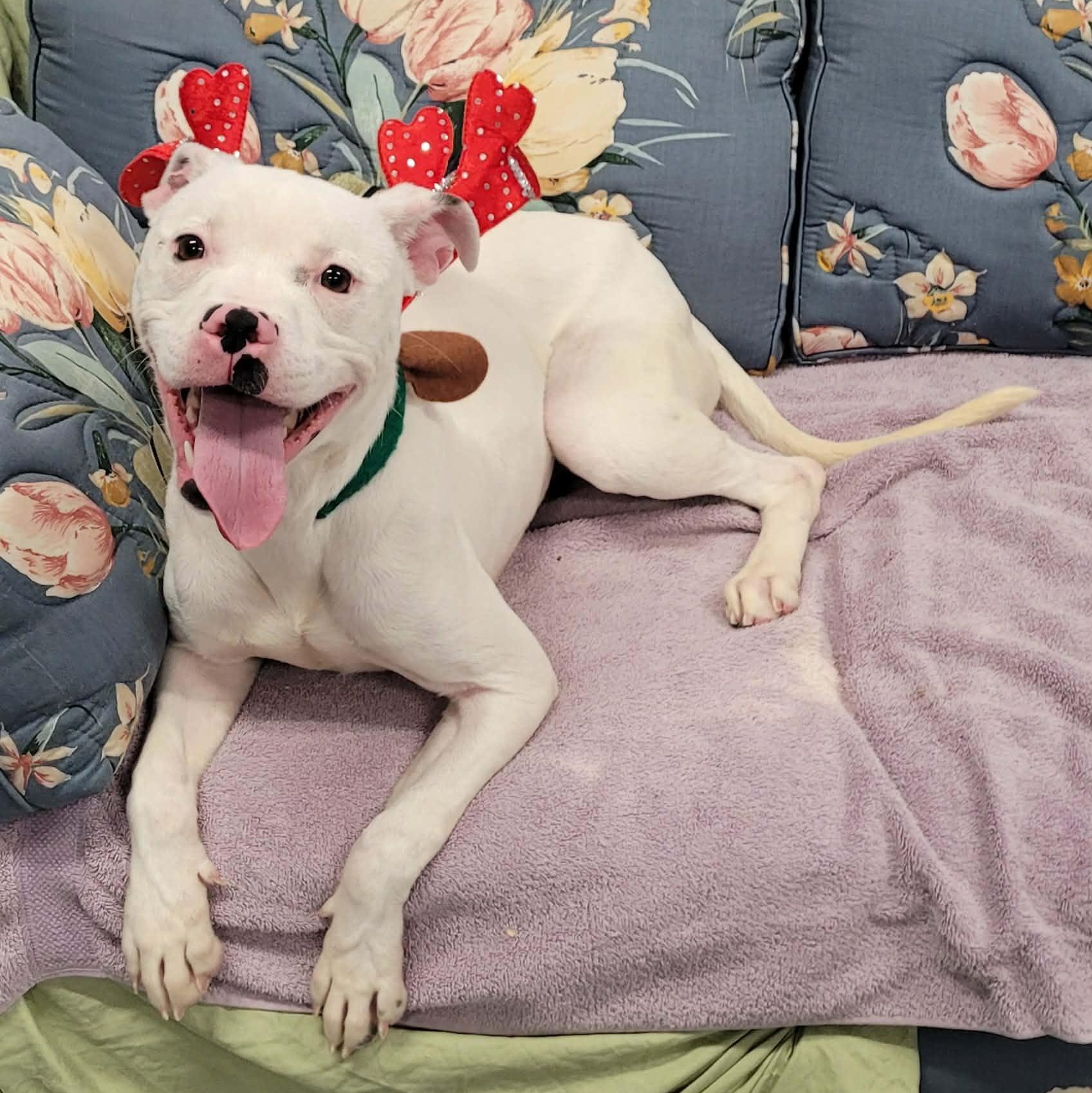 Enlarge Pearl! Pretty Girl!, a Adoptable mixed breed in Meriden, CT image 2/6