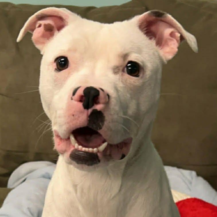 Enlarge Pearl! Pretty Girl!, a Adoptable mixed breed in Meriden, CT image 6/6