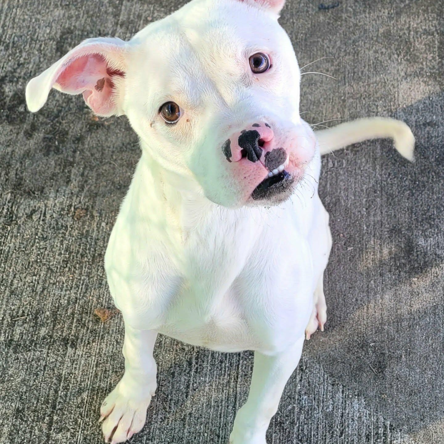 Enlarge Pearl! Pretty Girl!, a Adoptable mixed breed in Meriden, CT image 4/6