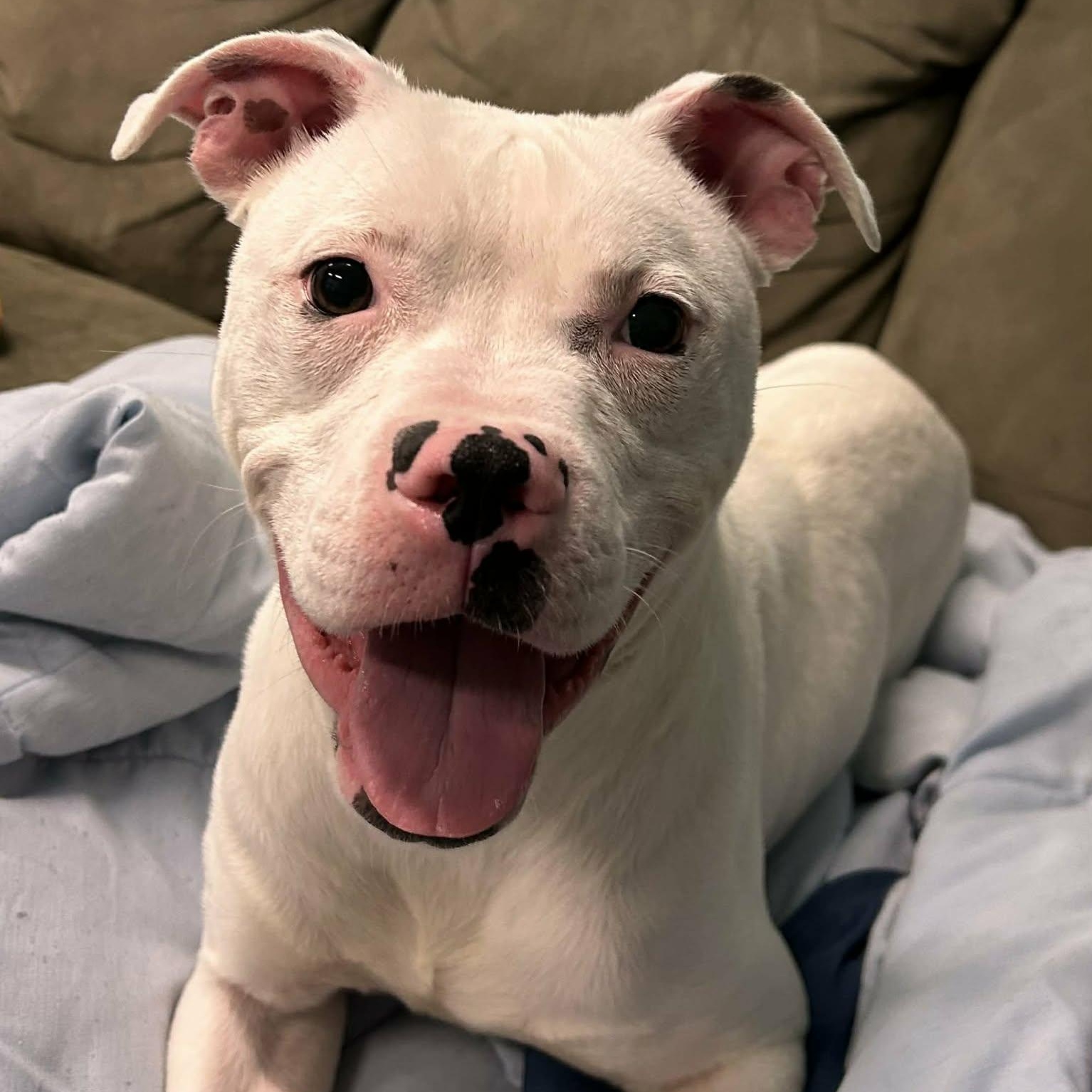 Enlarge Pearl! Pretty Girl!, a Adoptable mixed breed in Meriden, CT image 1/6