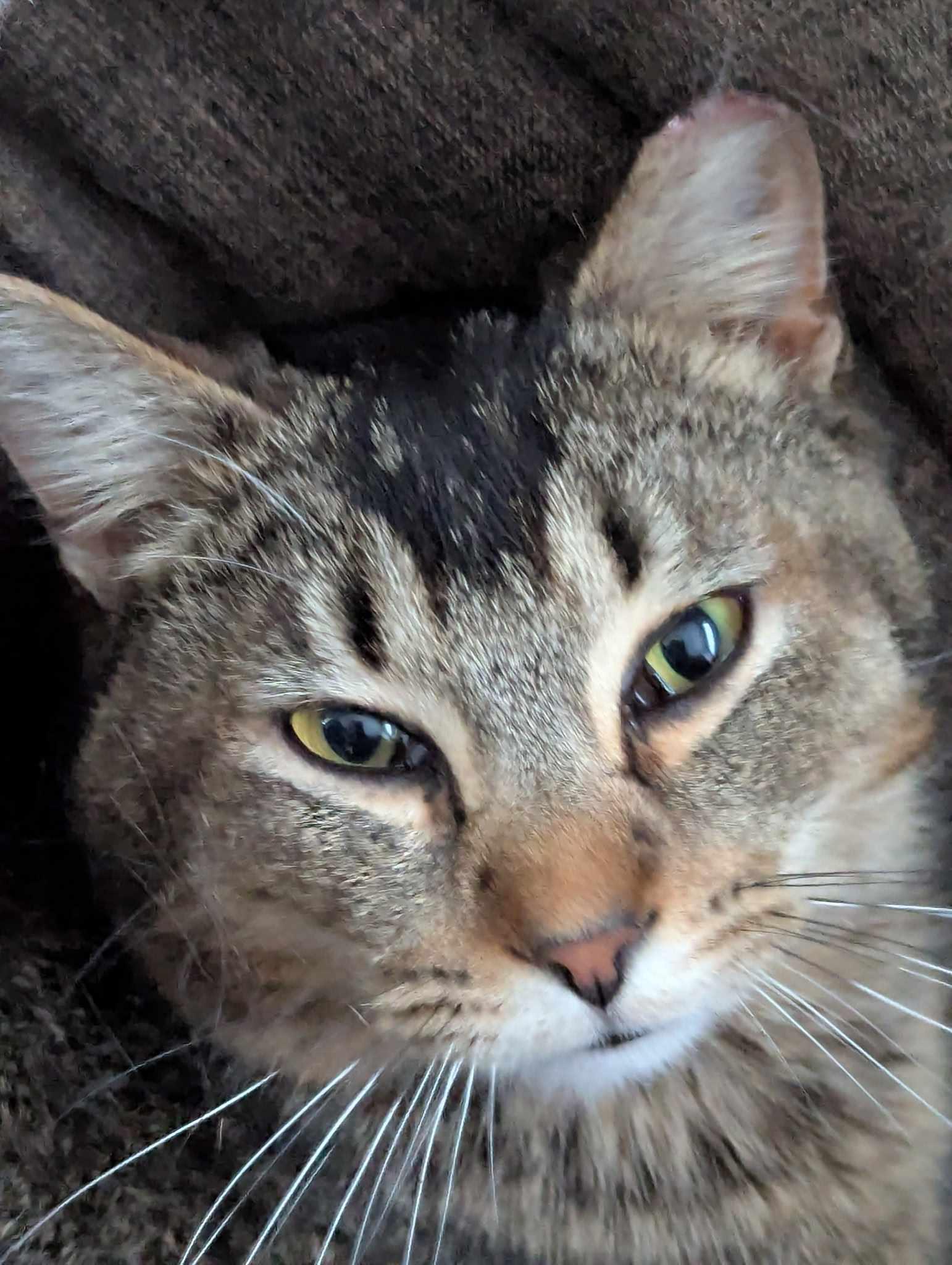 Enlarge Rosso MD 0623, a Adoptable Tabby in West Bloomfield, MI image 5/6