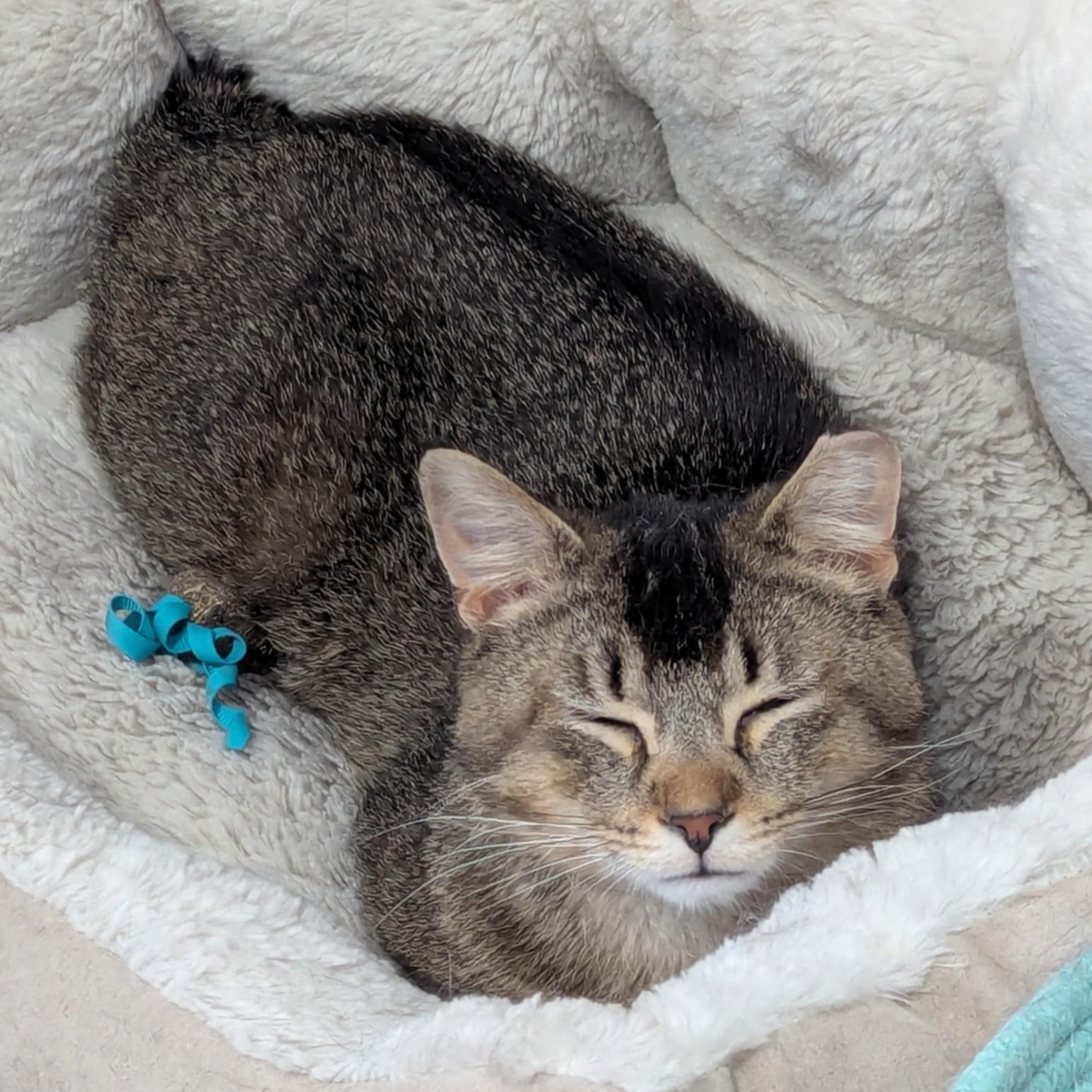 Enlarge Rosso MD 0623, a Adoptable Tabby in West Bloomfield, MI image 2/6