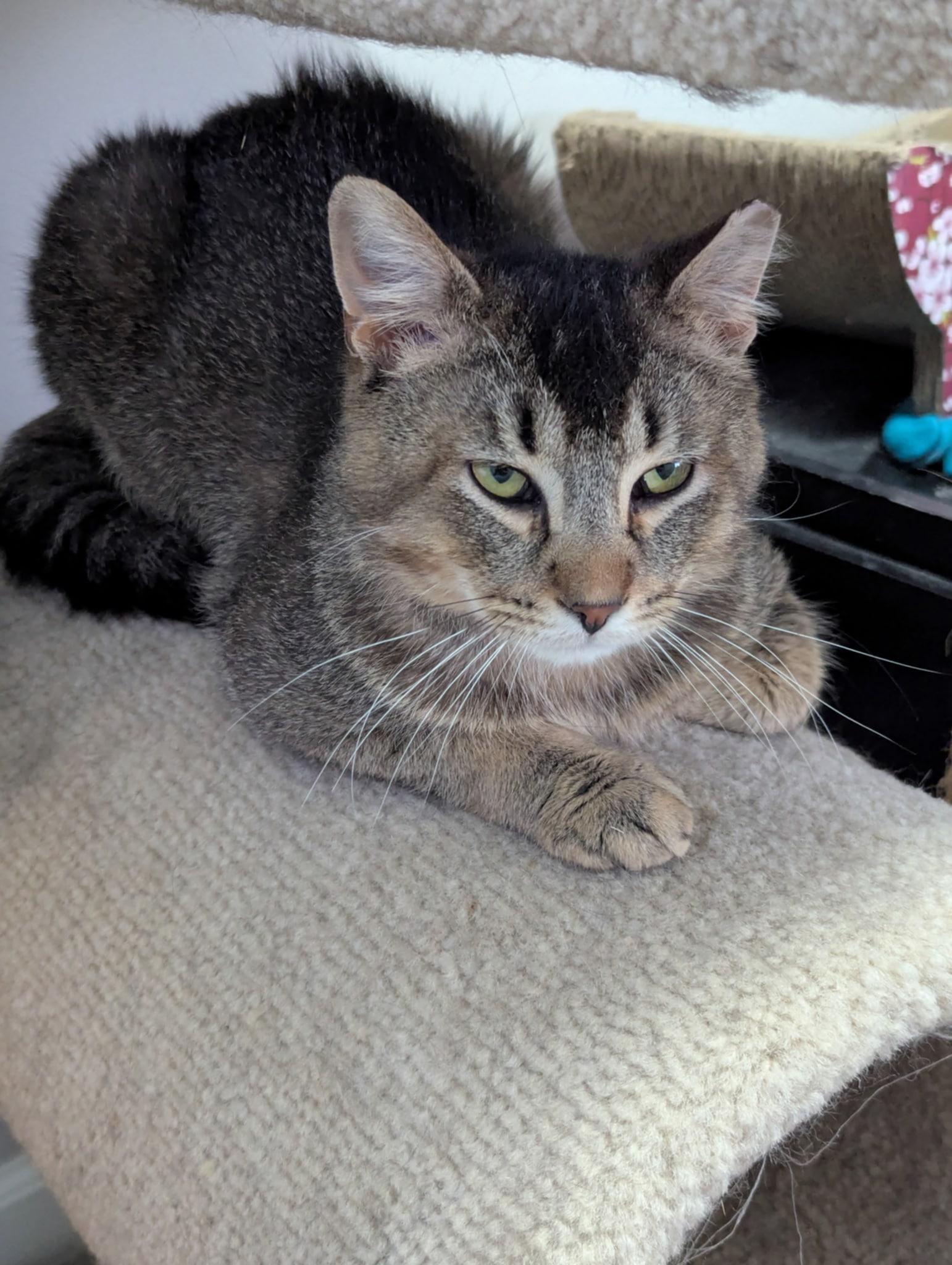 Enlarge Rosso MD 0623, a Adoptable Tabby in West Bloomfield, MI image 3/6