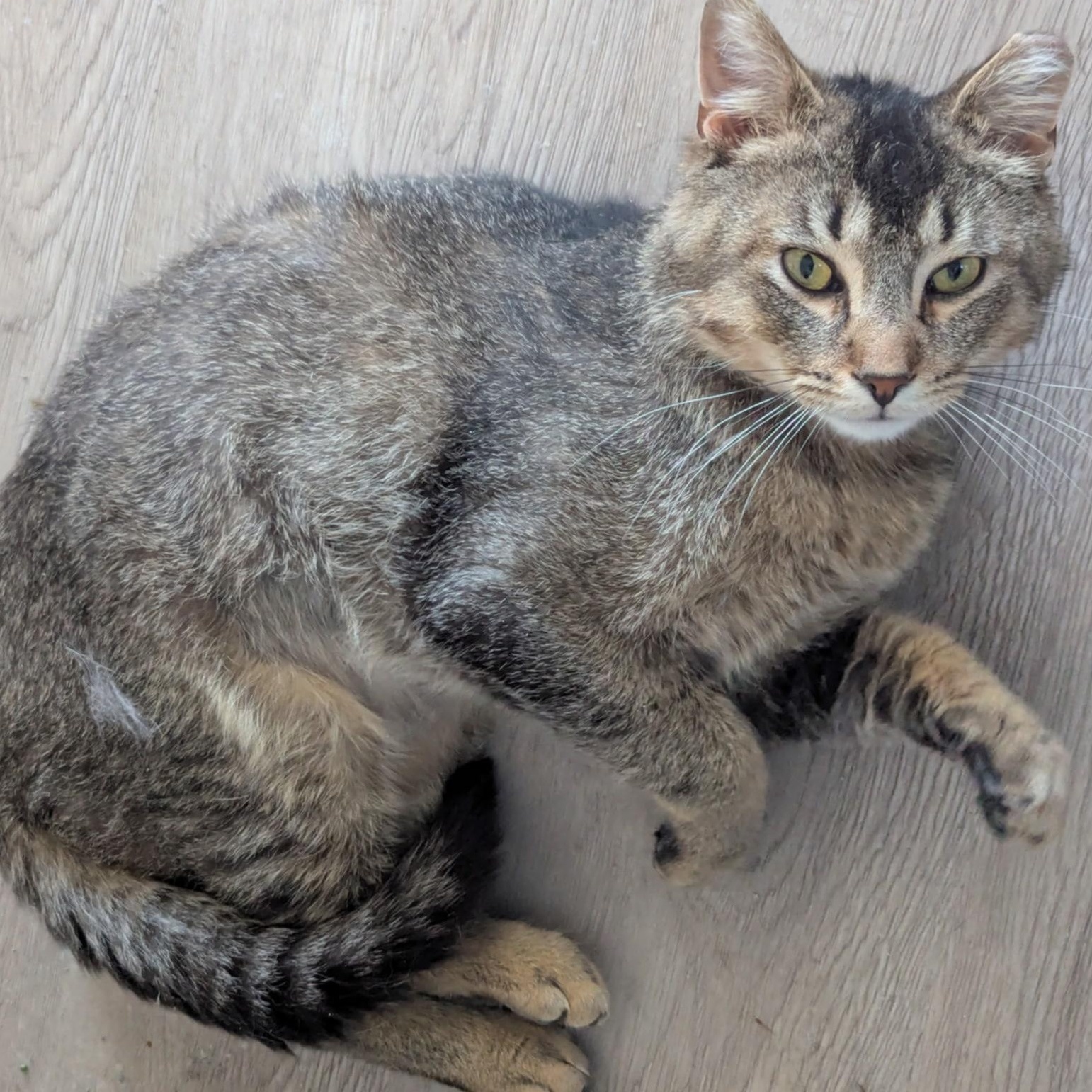 Rosso MD 0623, Adoptable, Adult Male Tabby.
