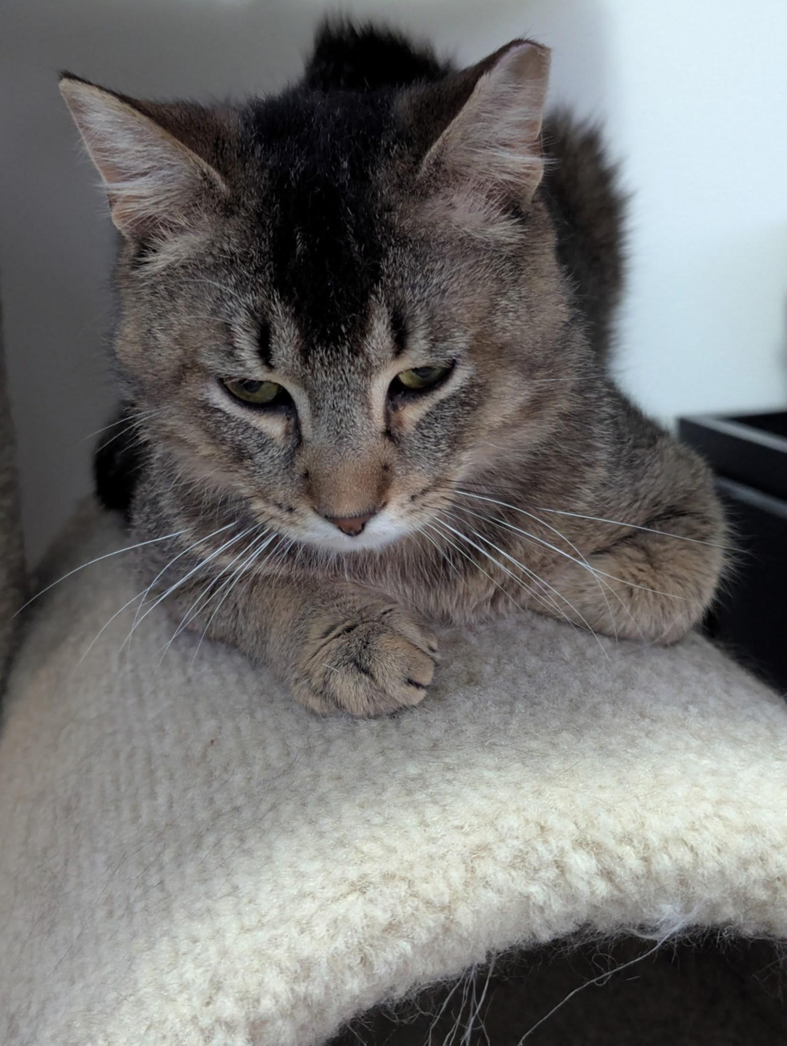 Enlarge Rosso MD 0623, a Adoptable Tabby in West Bloomfield, MI image 4/6