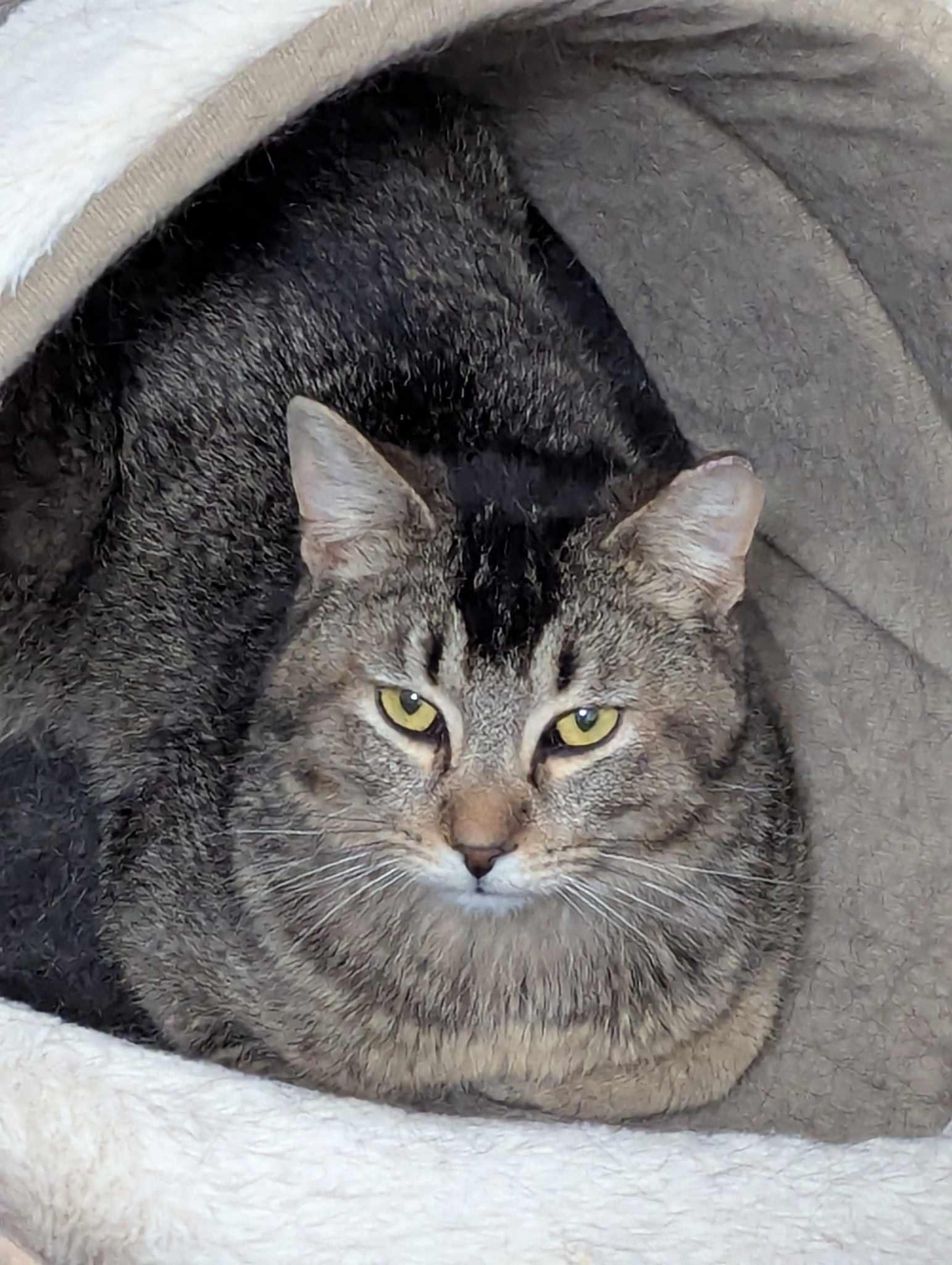 Enlarge Rosso MD 0623, a Adoptable Tabby in West Bloomfield, MI image 6/6