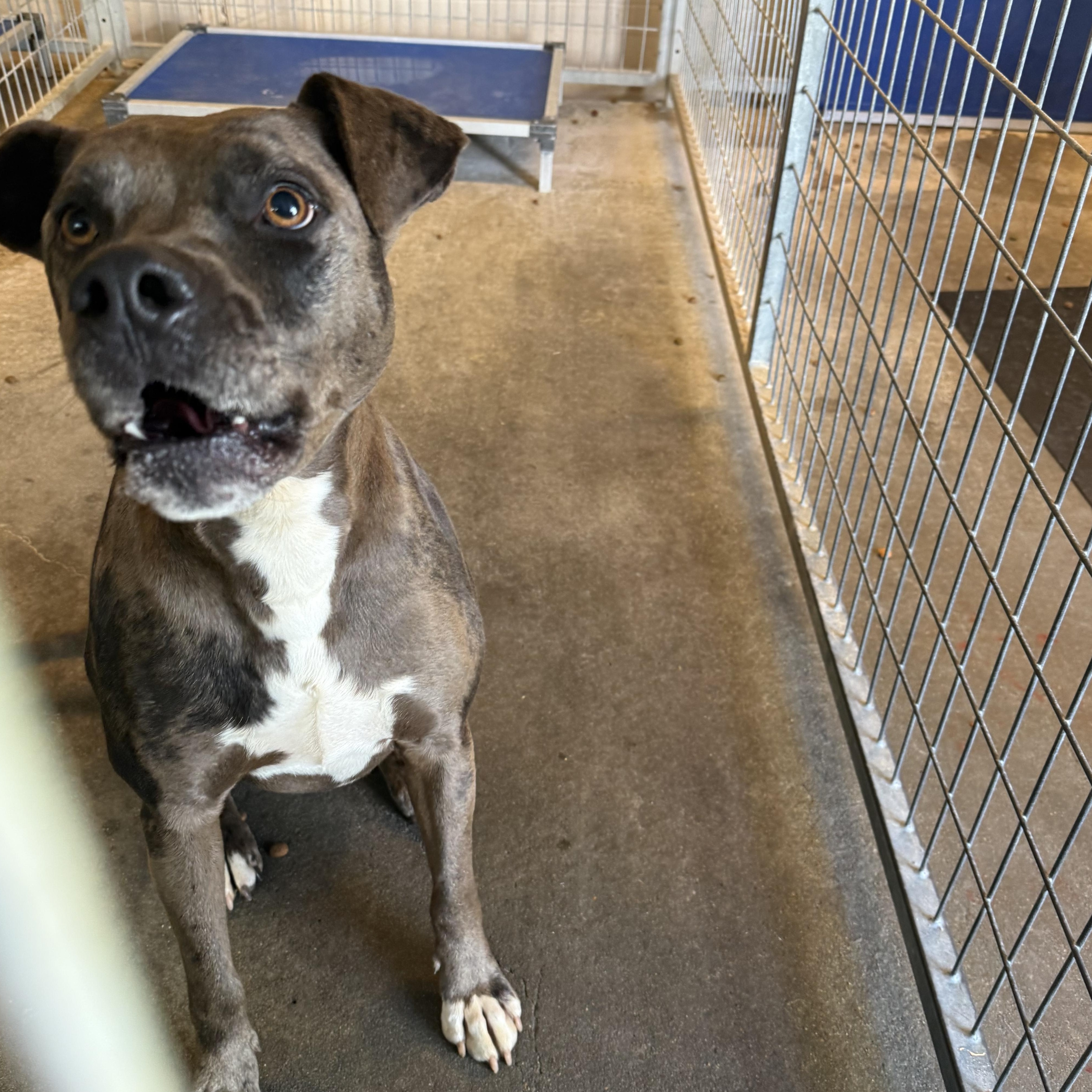 Enlarge Comet, a Adoptable mixed breed in Lewisburg, TN image 1/2
