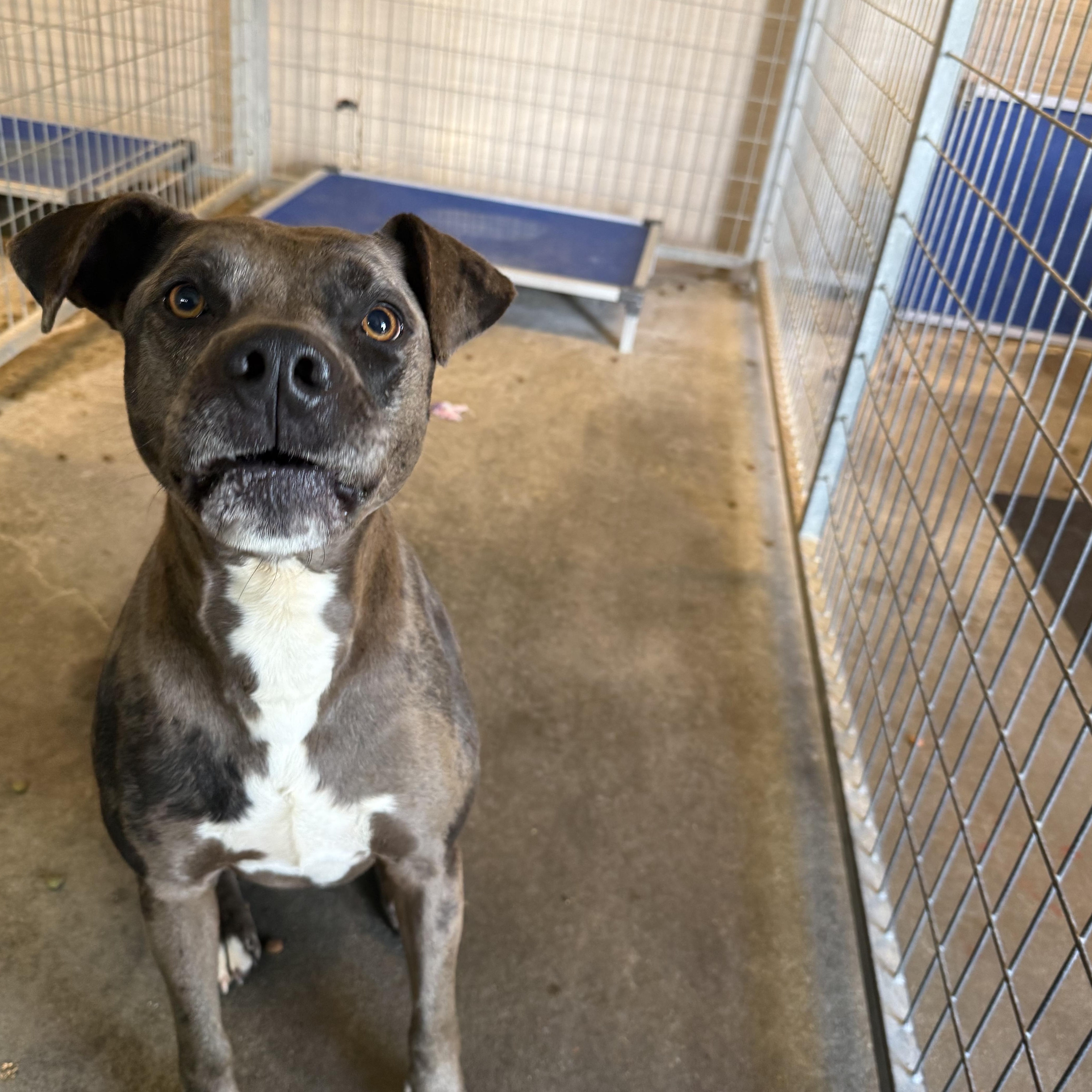 Enlarge Comet, a Adoptable mixed breed in Lewisburg, TN image 2/2