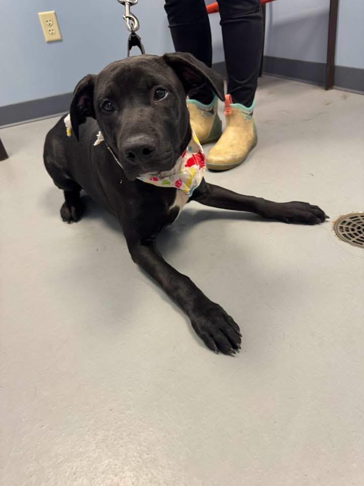 Bradshaw, a ADOPTABLE mixed breed in Zanesville, OH image 2/2