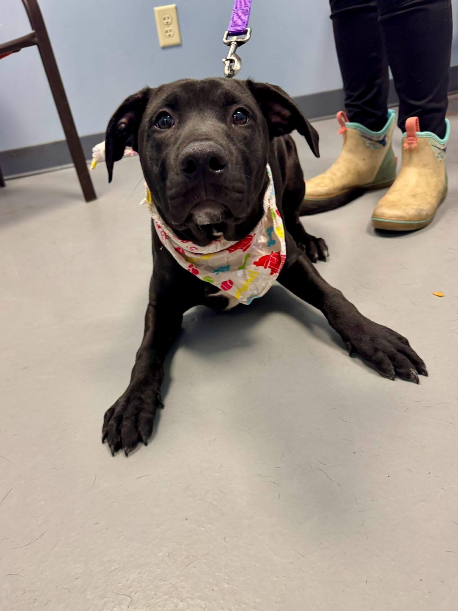 Bradshaw, a ADOPTABLE mixed breed in Zanesville, OH image 1/2