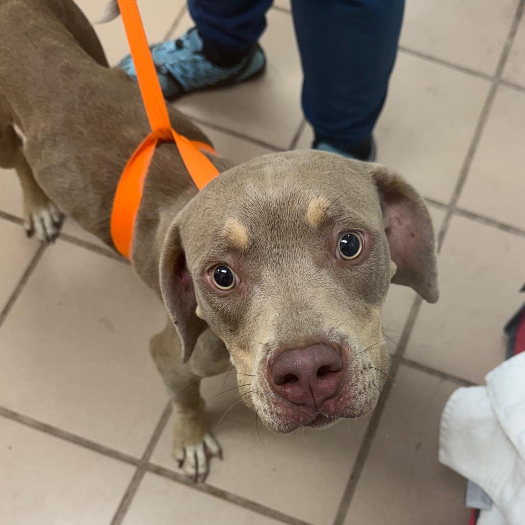 Ginger, Adoptable, Young Female Pit Bull Terrier.