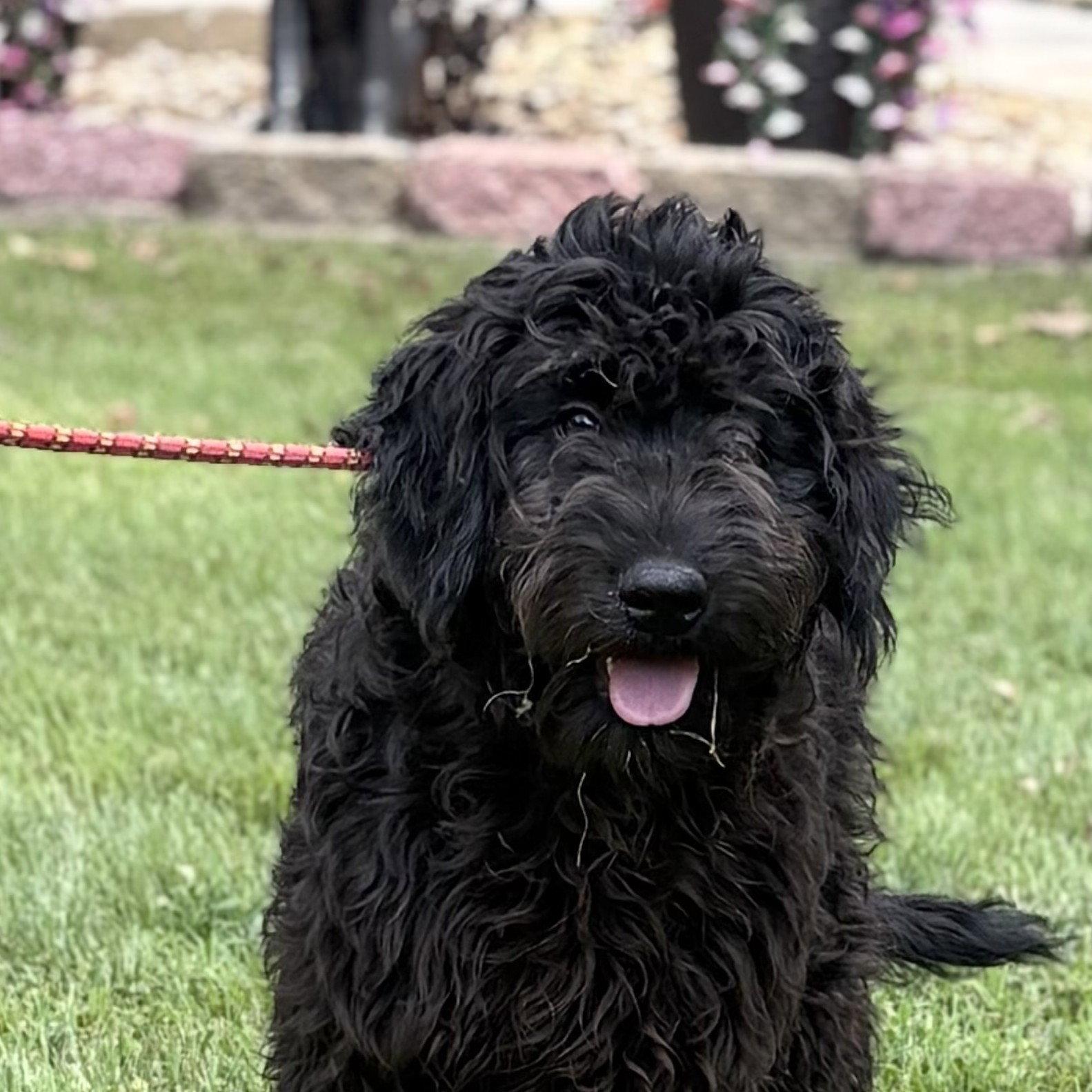 FIRST, Adopted, Puppy Female Poodle.