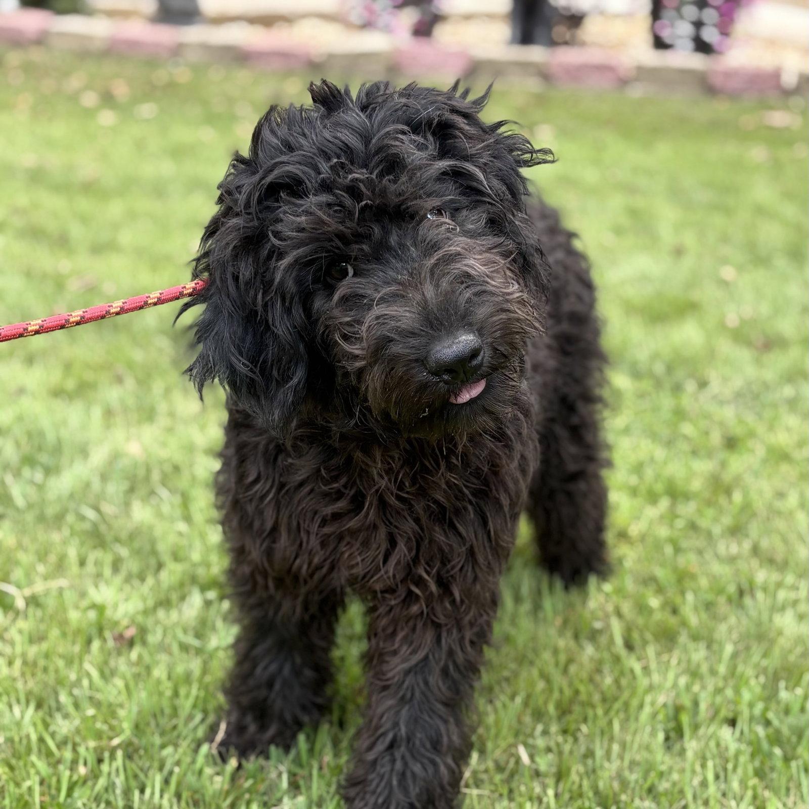 Enlarge FIRST, a Adopted Poodle in NEWTOWN, PA image 2/3