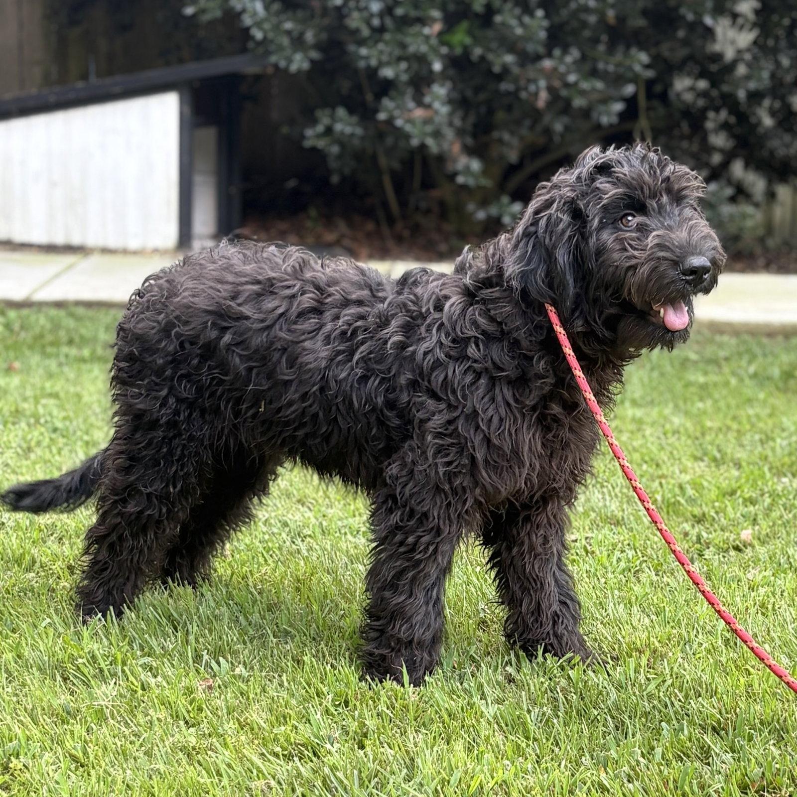 Enlarge FIRST, a Adopted Poodle in NEWTOWN, PA image 3/3
