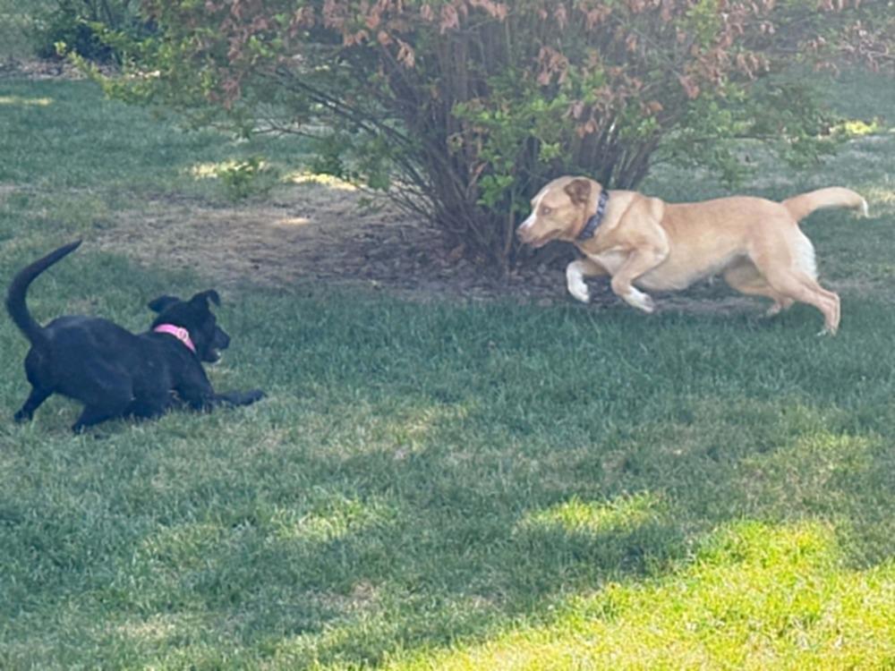 Princess, Adoptable, Adult Female Border Collie.