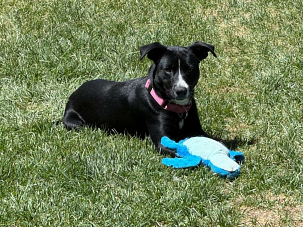 Enlarge Princess, a Adoptable mixed breed in Fort Lupton, CO image 2/5