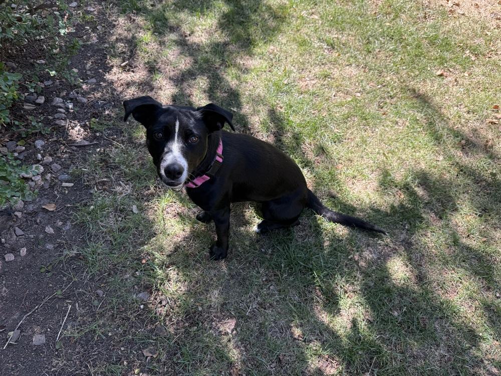 Enlarge Princess, a Adoptable mixed breed in Fort Lupton, CO image 3/5