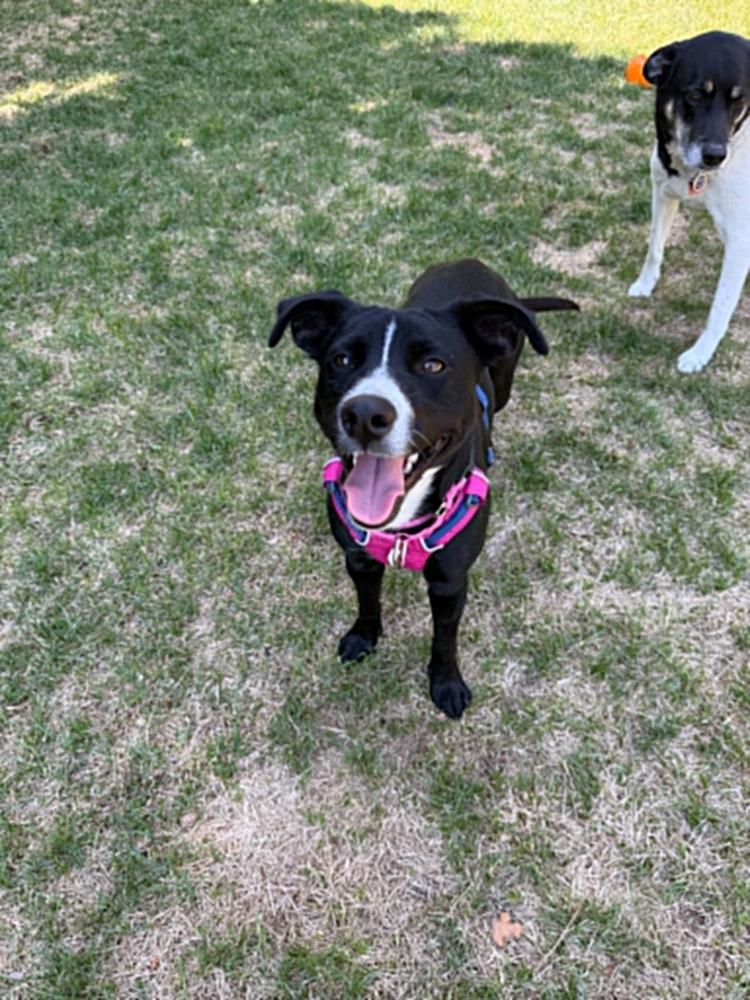 Enlarge Princess, a Adoptable mixed breed in Fort Lupton, CO image 4/5