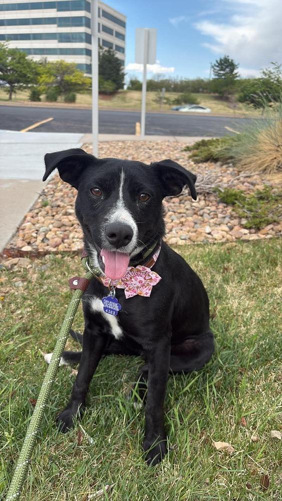 Enlarge Princess, a Adoptable mixed breed in Fort Lupton, CO image 5/5