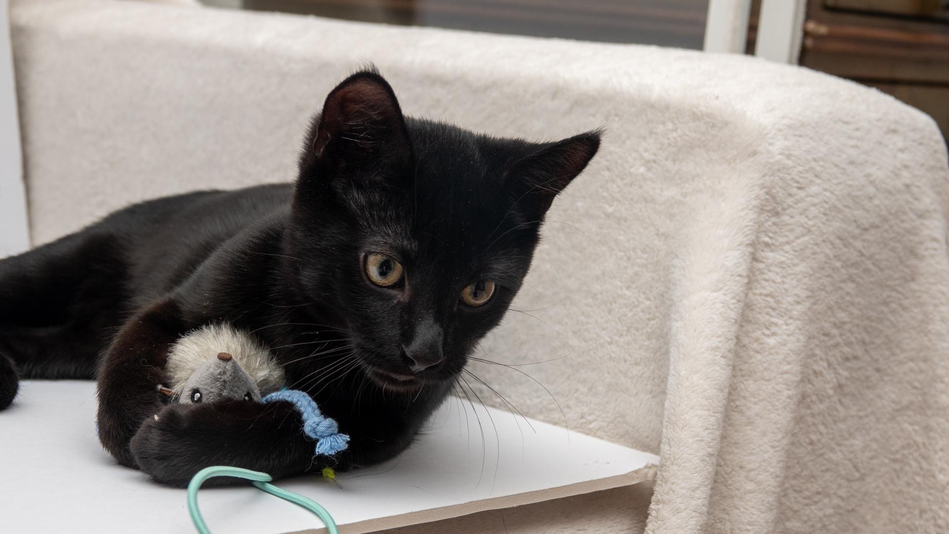 Enlarge Tom Brown, a ADOPTABLE Bombay in Bloomfield, NJ image 5/5