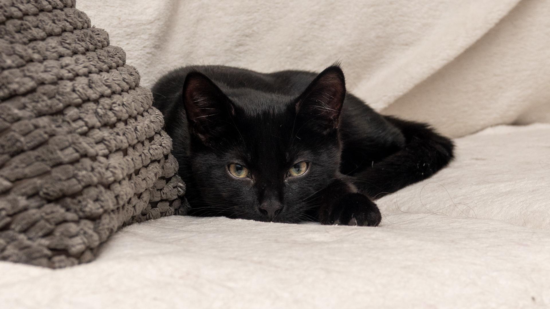 Enlarge Tom Brown, a ADOPTABLE Bombay in Bloomfield, NJ image 3/5