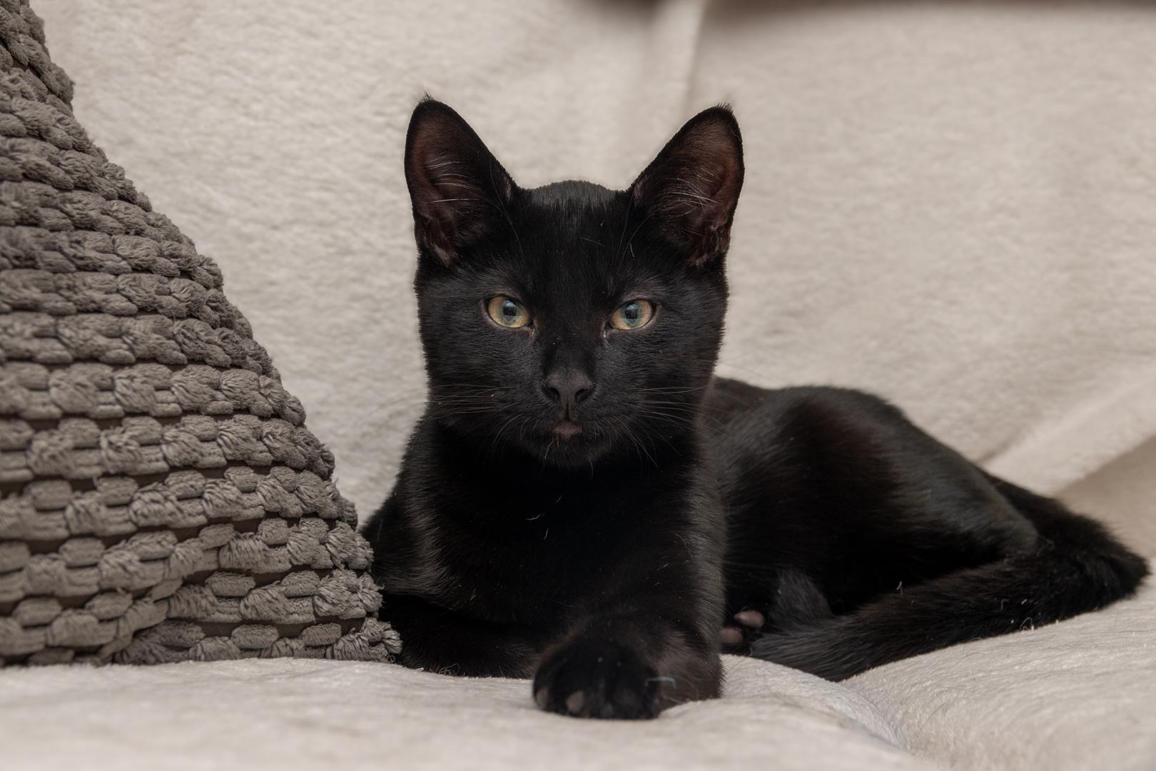 Enlarge Tom Brown, a ADOPTABLE Bombay in Bloomfield, NJ image 2/5