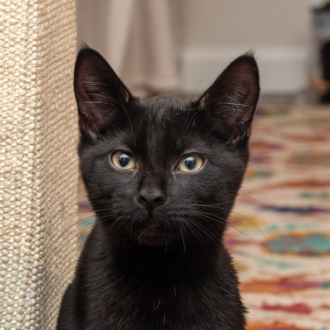 Enlarge Tom Brown, a ADOPTABLE Bombay in Bloomfield, NJ image 1/5