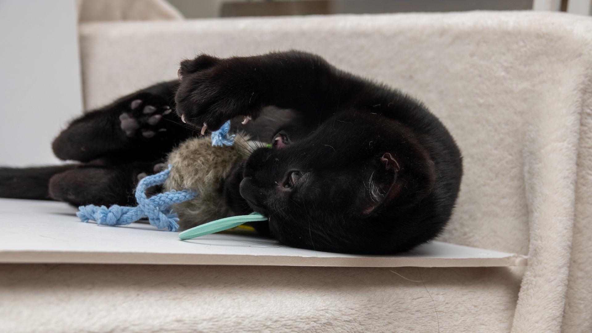 Enlarge Tom Brown, a ADOPTABLE Bombay in Bloomfield, NJ image 4/5