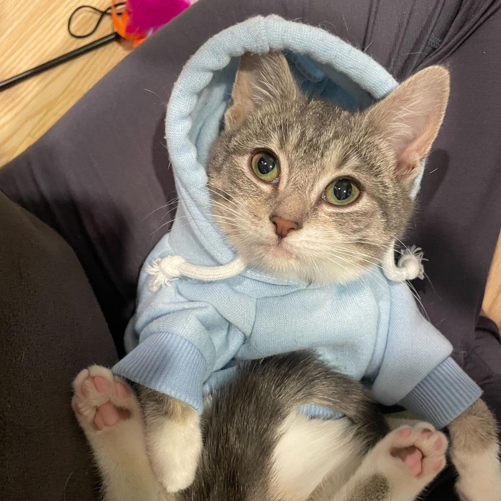 Ziti (Eira), Adoptable, Kitten Female Domestic Short Hair.