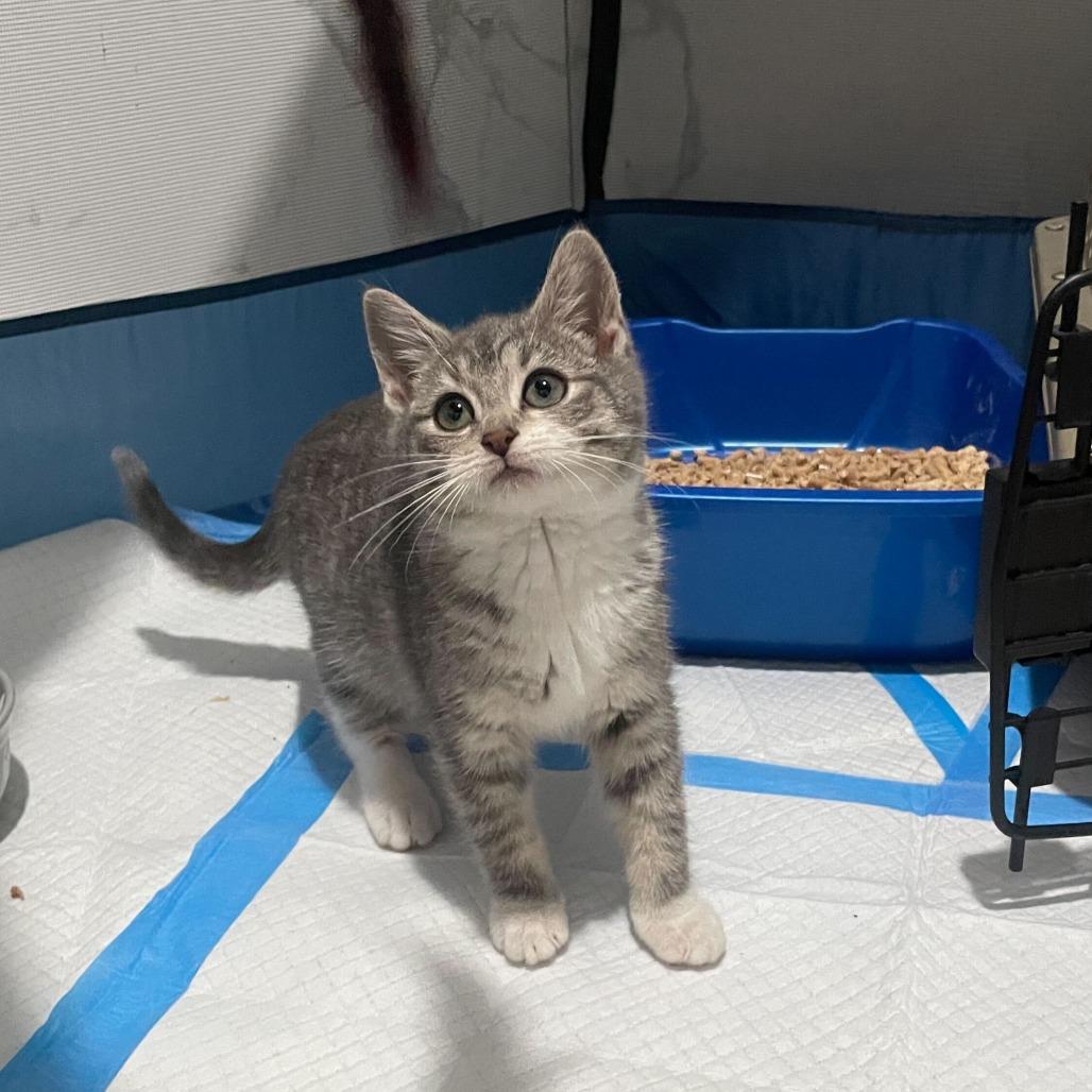 Ziti (Eira), Adoptable, Kitten Female Domestic Short Hair.