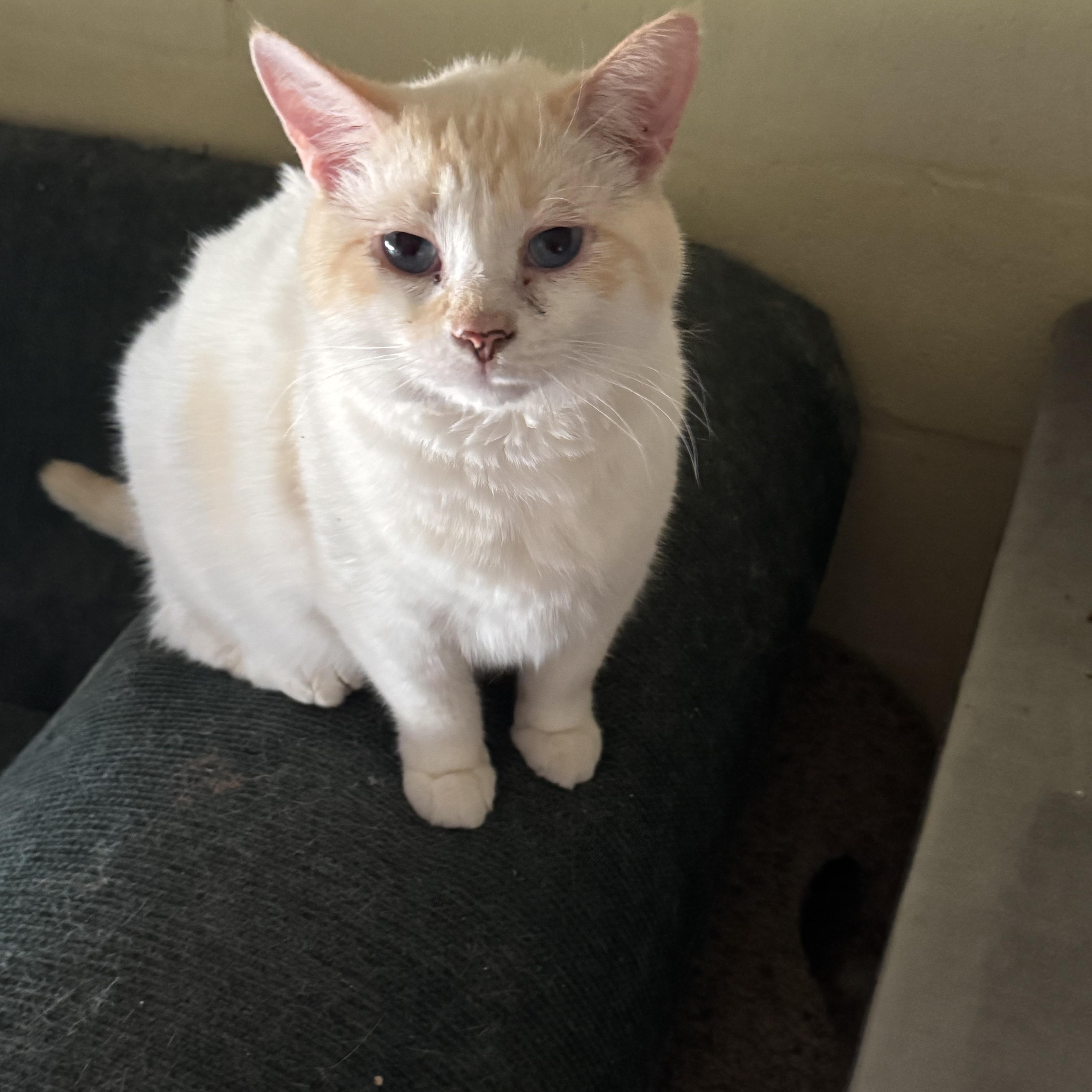 Jack, a Adoptable Siamese in largo, FL image 2/3