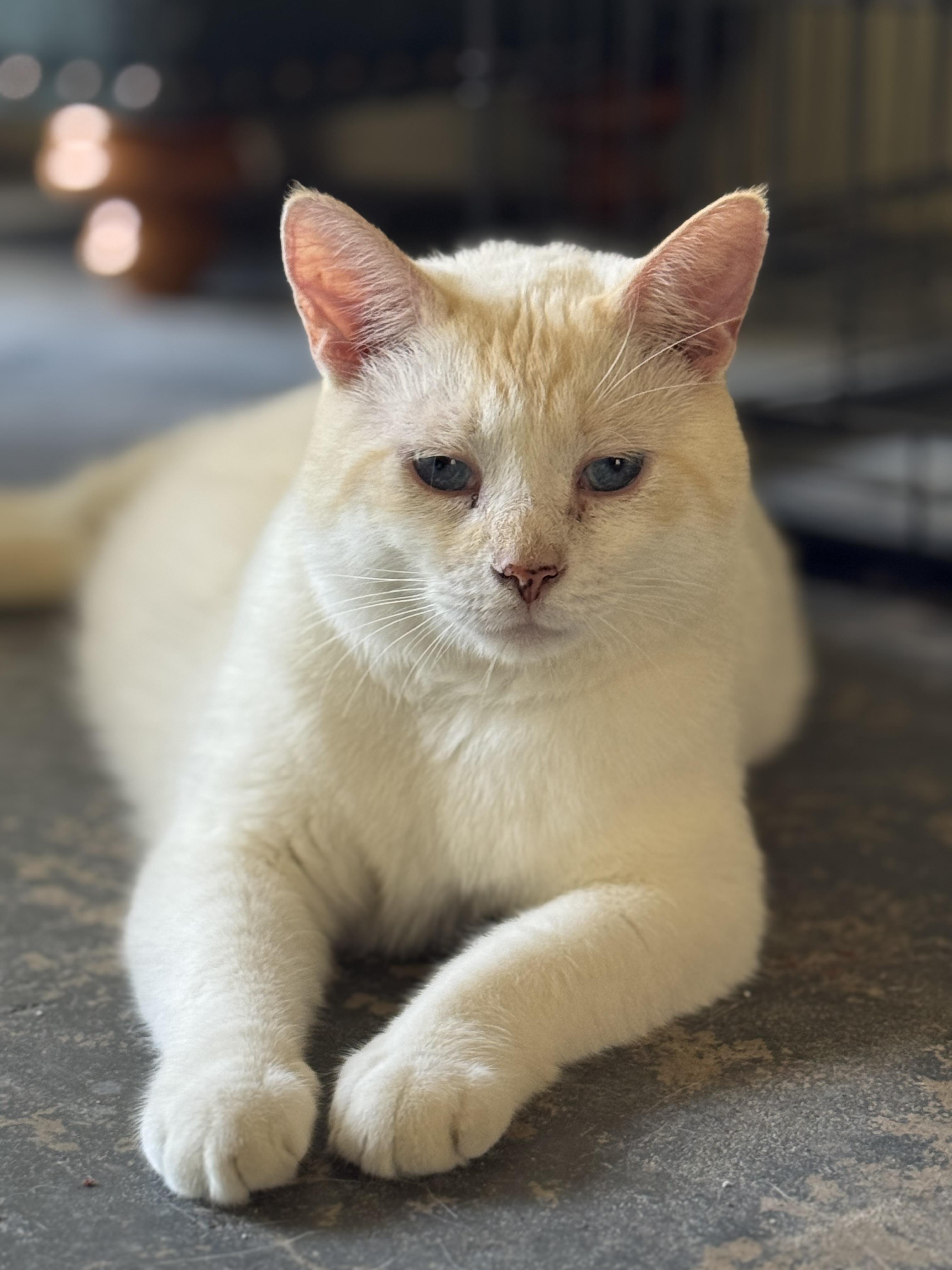 Jack, a Adoptable Siamese in largo, FL image 1/3