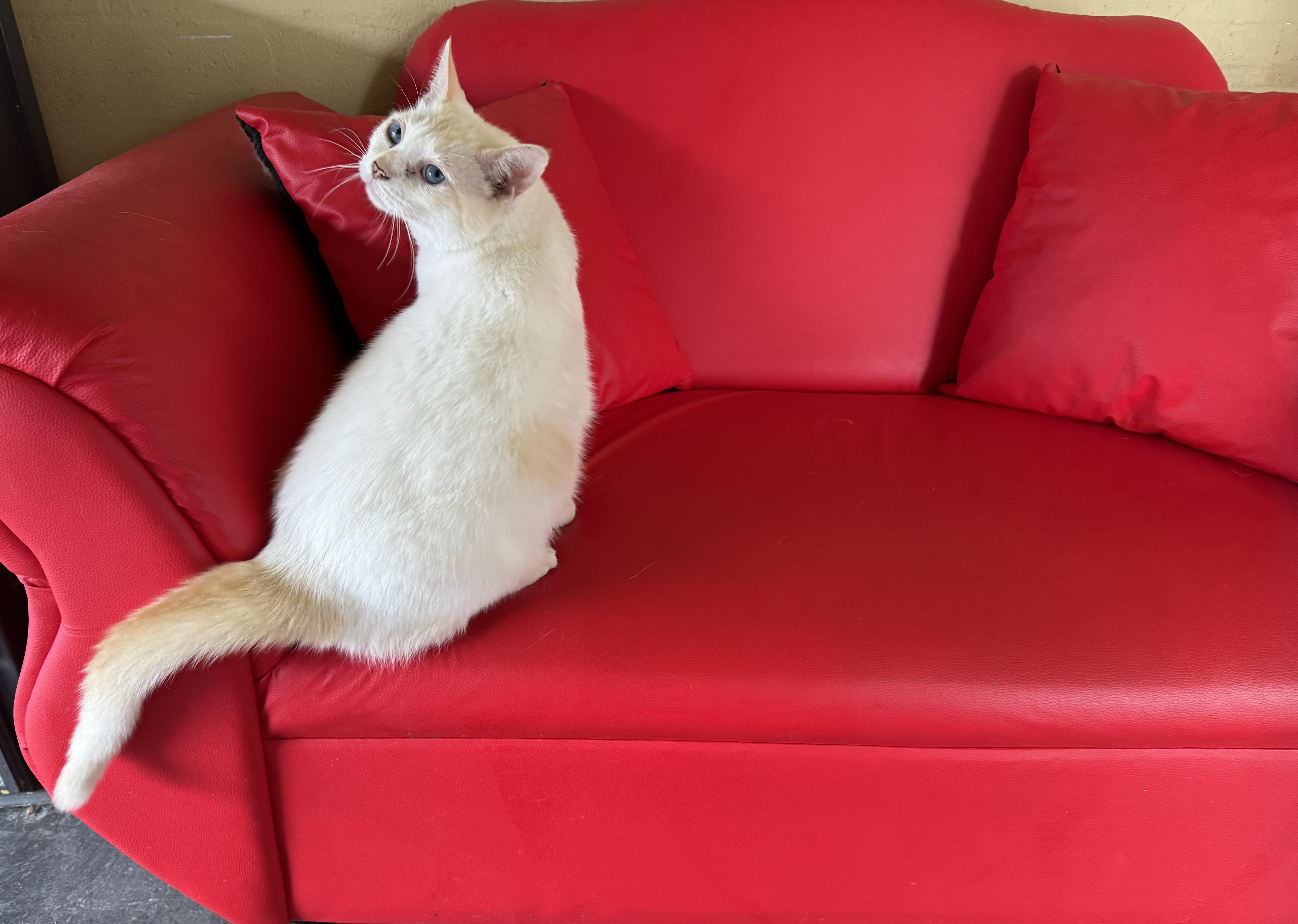 Jack, a Adoptable Siamese in largo, FL image 3/3