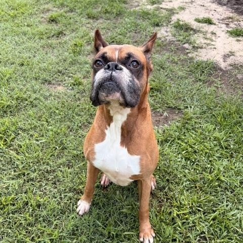 Enlarge Holyfield-Foster Needed, a ADOPTABLE Boxer in Middlesex, NJ image 3/4
