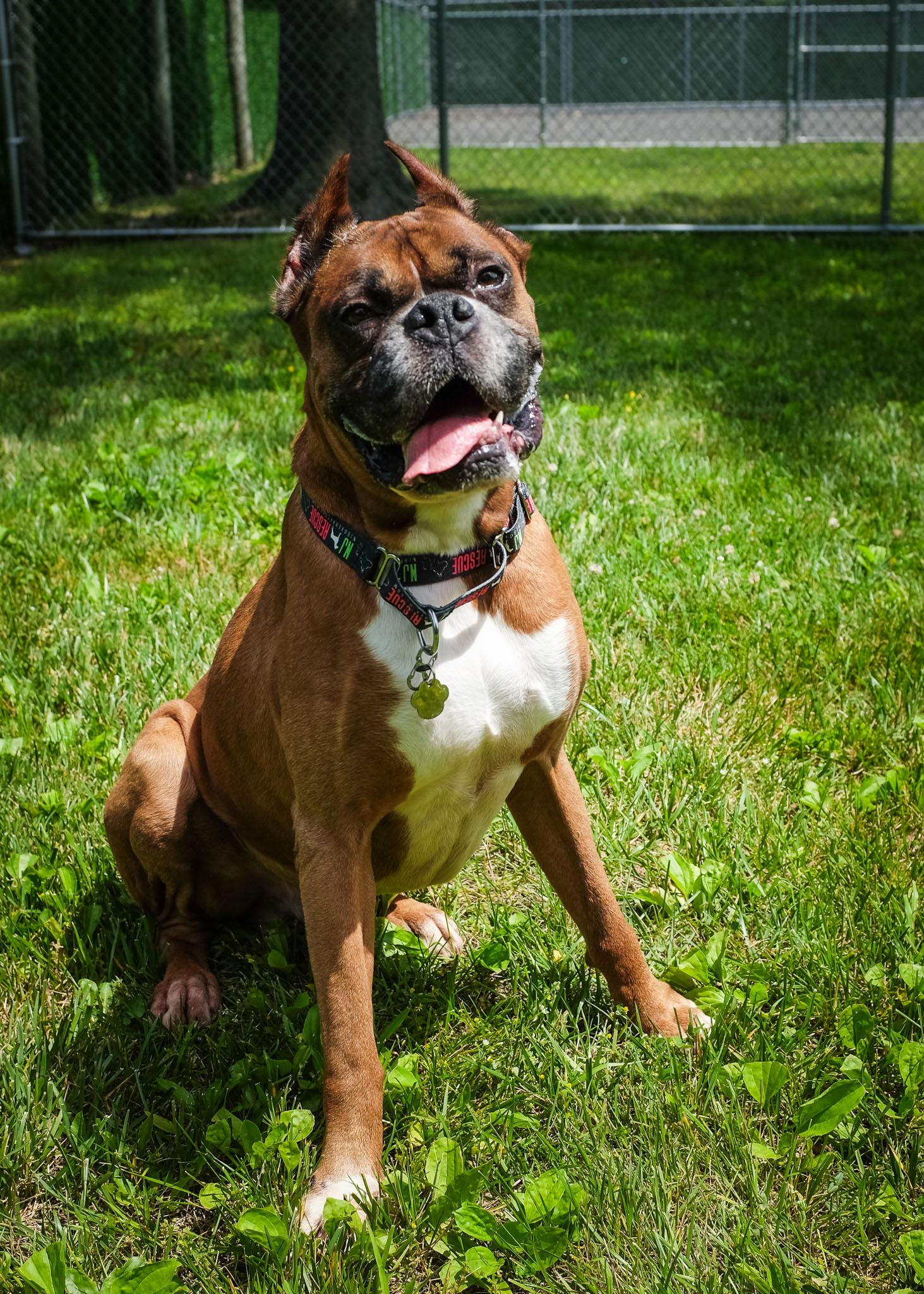 Enlarge Holyfield-Foster Needed, a ADOPTABLE Boxer in Middlesex, NJ image 2/4
