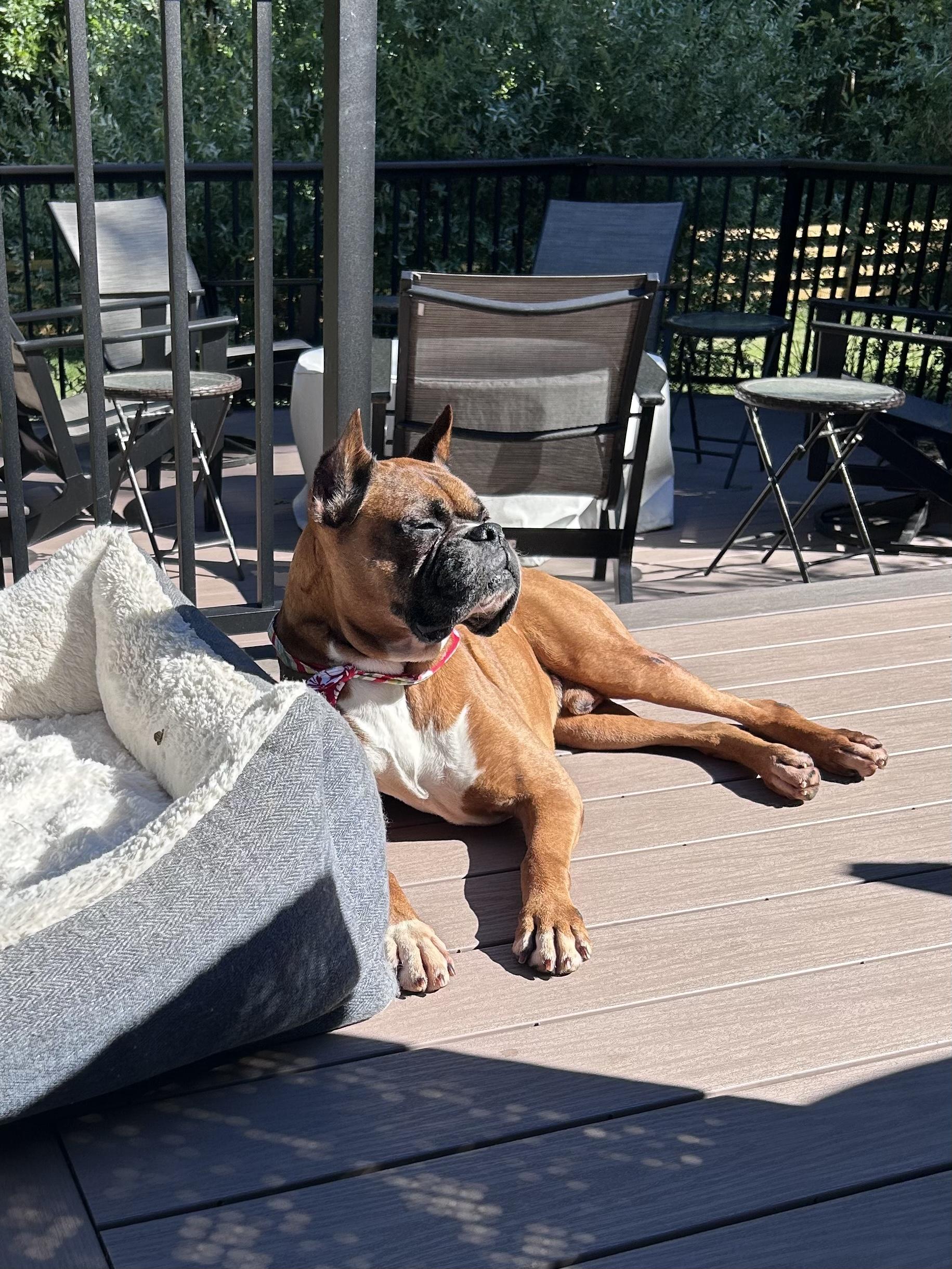 Enlarge Holyfield, a ADOPTABLE Boxer in Middlesex, NJ image 4/5