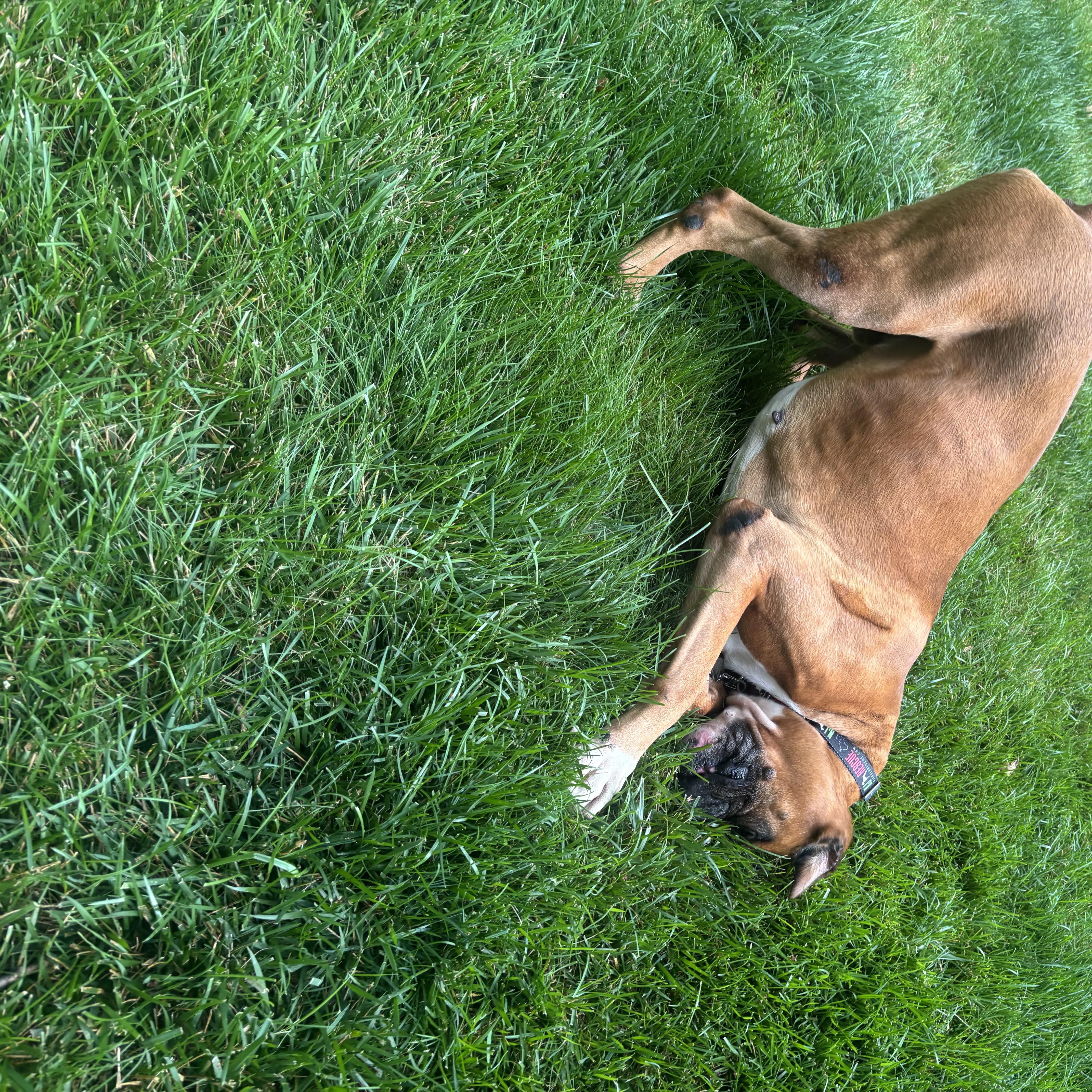 Enlarge Holyfield, a ADOPTABLE Boxer in Middlesex, NJ image 5/5