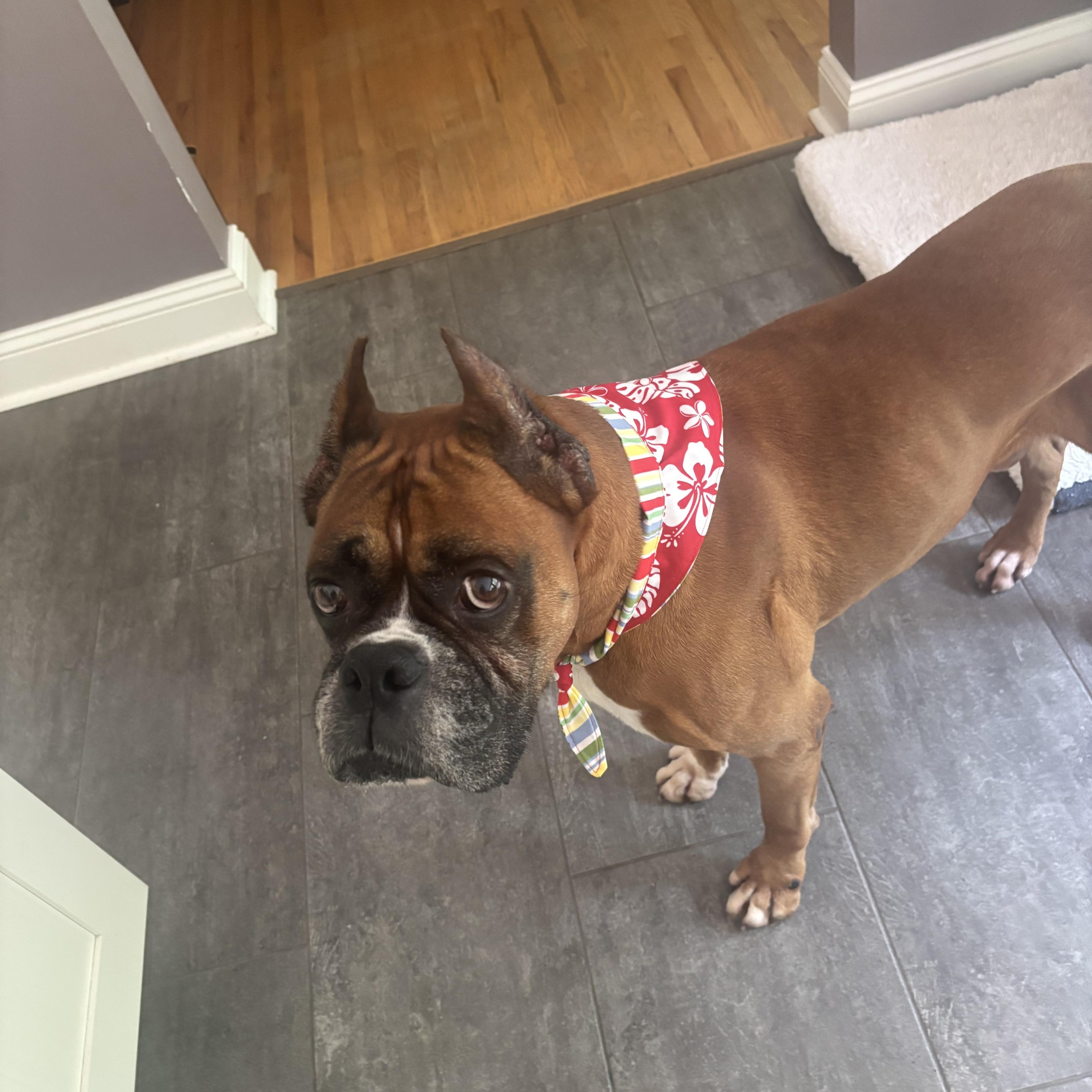Holyfield, ADOPTABLE, Adult Male Boxer.