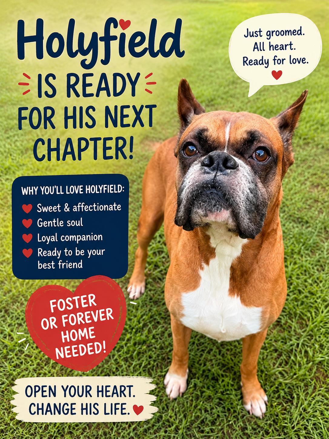 Holyfield-Foster Needed, ADOPTABLE, Adult Male Boxer.