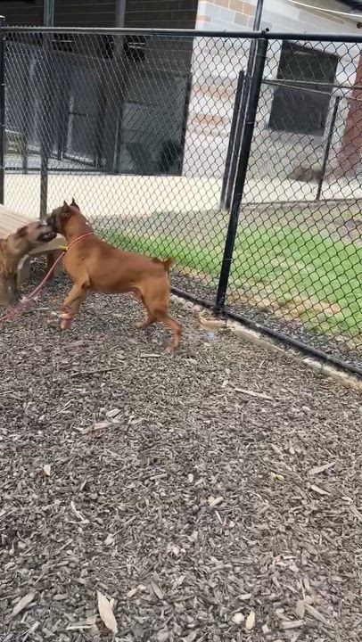 Enlarge Holyfield-Foster Needed, a ADOPTABLE Boxer in Middlesex, NJ video 4/4