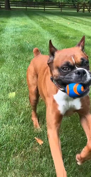 Enlarge Holyfield, a ADOPTABLE Boxer in Middlesex, NJ video 3/5