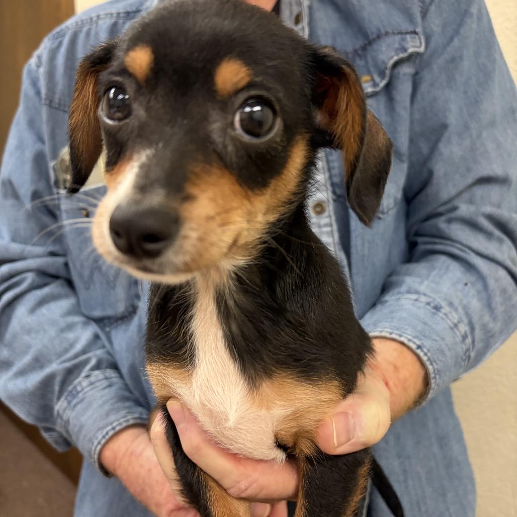 Petra C-34338, Adoptable, Puppy Male Chihuahua.