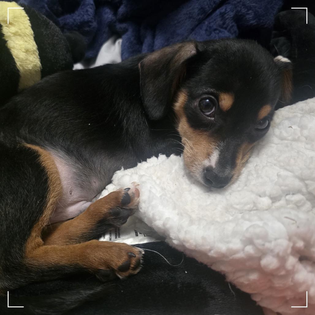 Petra C-34338, a Adoptable Chihuahua in Oklahoma City, OK image 2/4