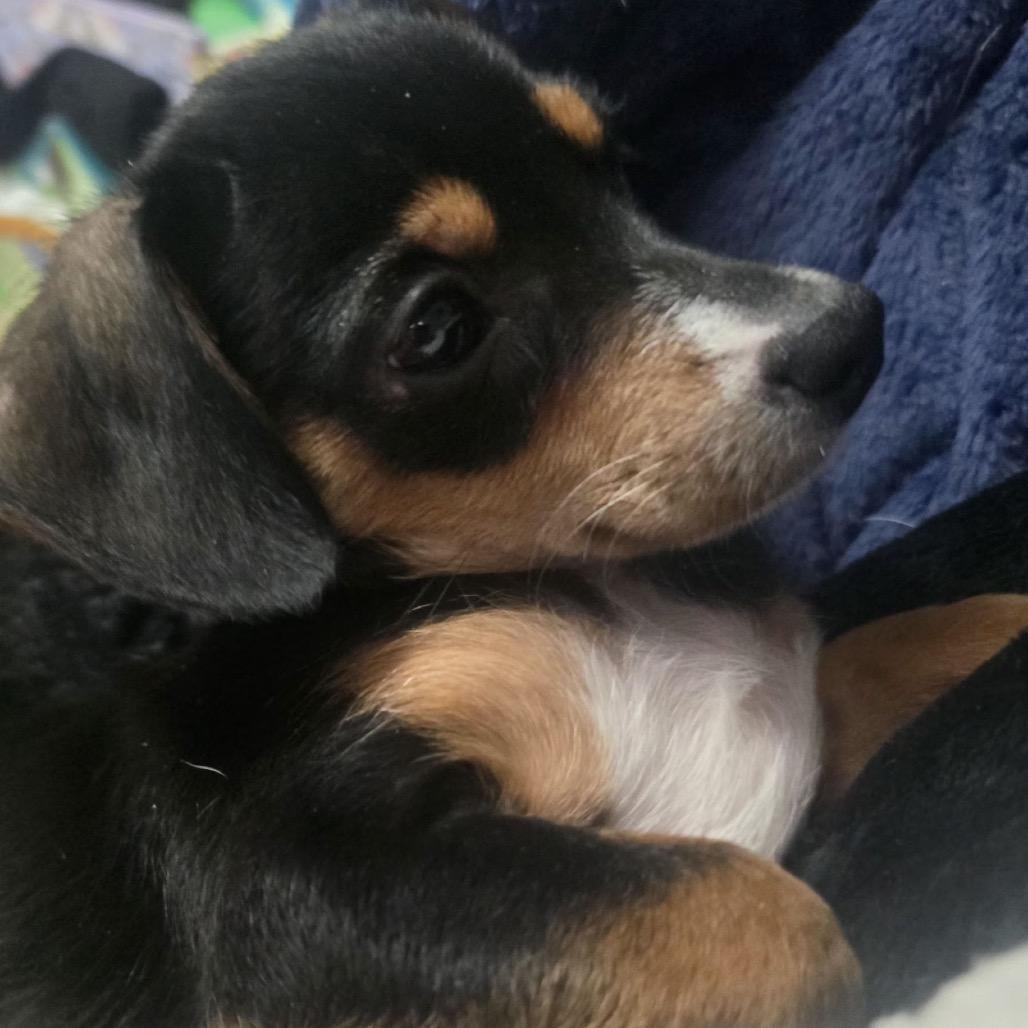 Petra C-34338, a Adoptable Chihuahua in Oklahoma City, OK image 3/4