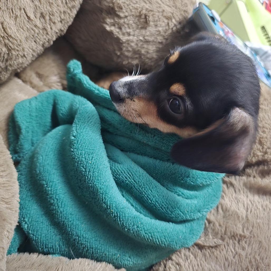 Petra C-34338, a Adoptable Chihuahua in Oklahoma City, OK image 4/4