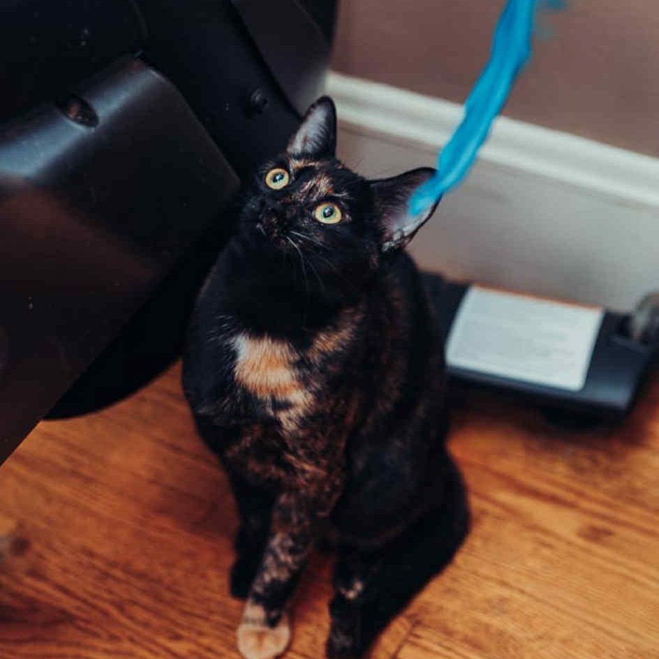 Chamomile, adoptable, Young Female Domestic Short Hair.