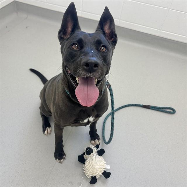 Enlarge PEPPER JACK, a Adoptable mixed breed in Mesa, AZ image 1/1